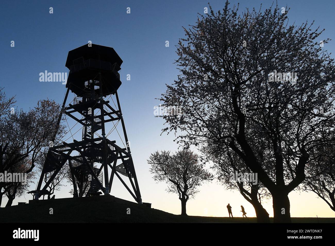 Die blühenden Mandelbäume in Hustopece in der Region Breclav, 17. März 2024, wo sich die größten Mandelplantagen der Tschechischen Republik befinden. Alm Stockfoto