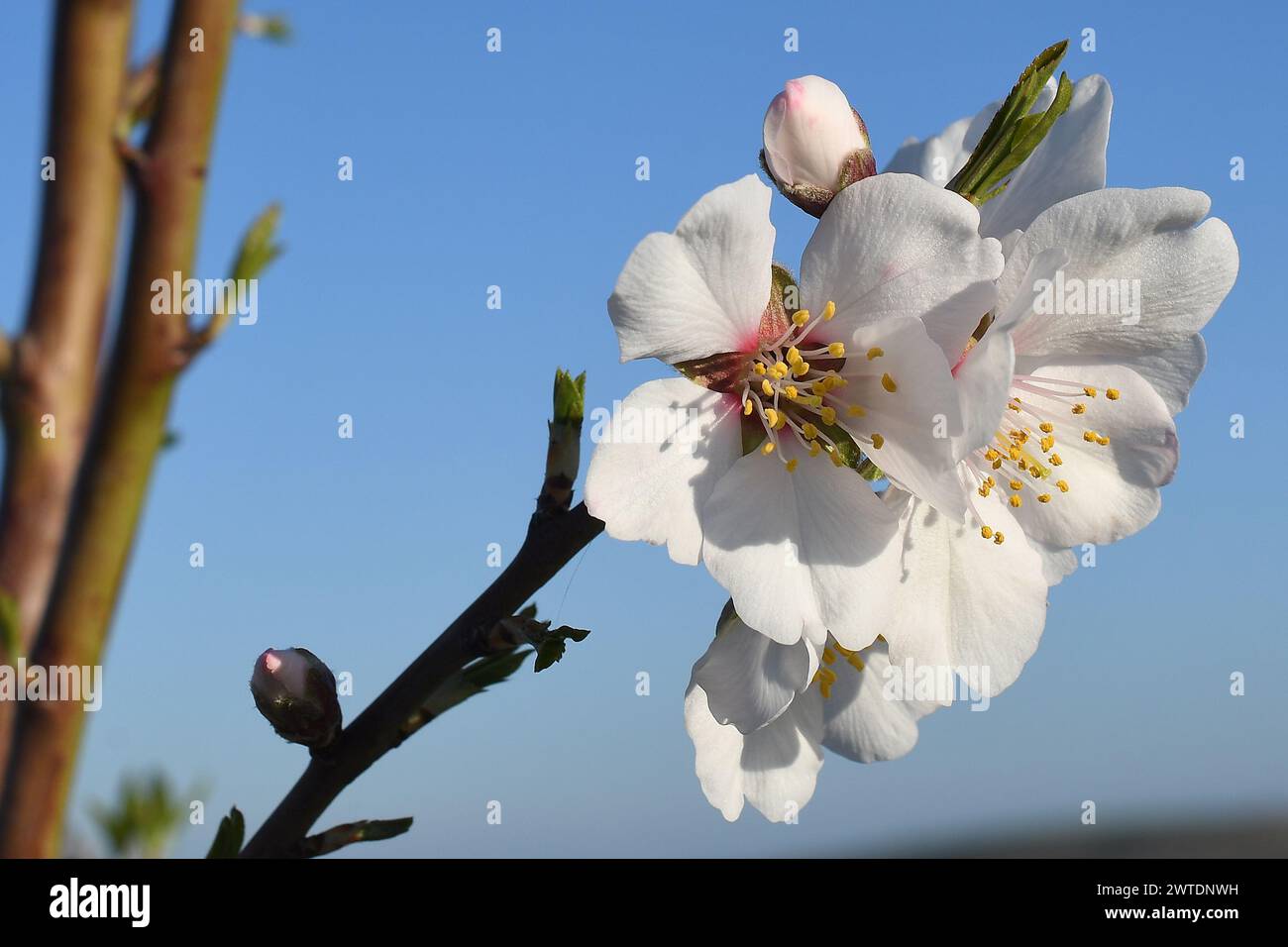 Die blühenden Mandelbäume in Hustopece in der Region Breclav, 17. März 2024, wo sich die größten Mandelplantagen der Tschechischen Republik befinden. Alm Stockfoto