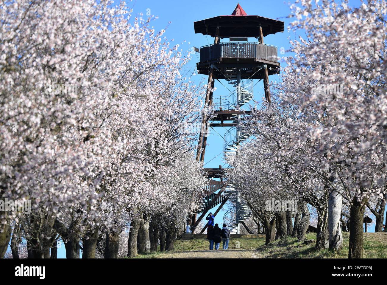 Die blühenden Mandelbäume in Hustopece in der Region Breclav, 17. März 2024, wo sich die größten Mandelplantagen der Tschechischen Republik befinden. Alm Stockfoto