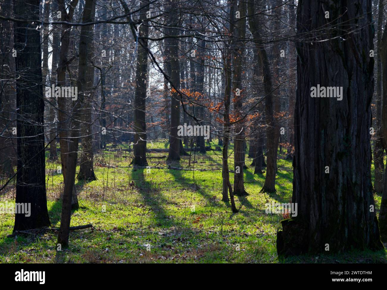 Ansprechender Blick durch die Bäume in einem Wald im Sonnenlicht mit Schatten der Stämme auf dem grünen Boden Stockfoto