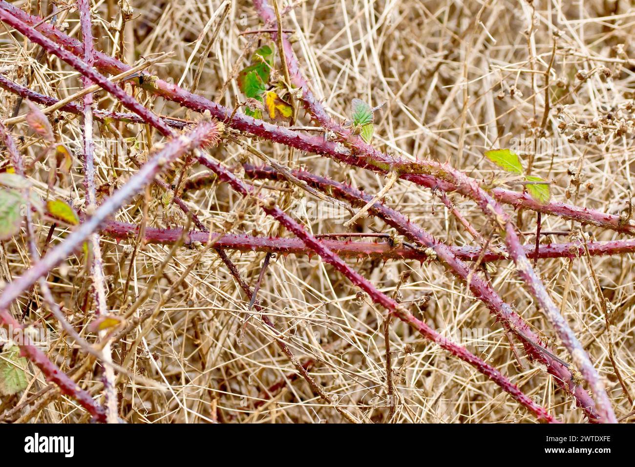 Brombeere oder Bramble (rubus fruticosus), Nahaufnahme mehrerer Sträucher oder Strauchläufer, die sich im Winter zwischen dem toten Unterholz verheddert haben. Stockfoto
