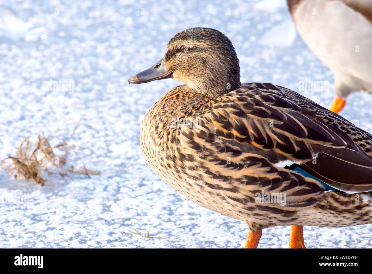 Stockenten (anas platyrhynchos), Nahaufnahme eines Weibchens der gewöhnlichen Ente, das auf einem gefrorenen Teich steht, ein bekannter Anblick im ganzen Vereinigten Königreich. Stockfoto