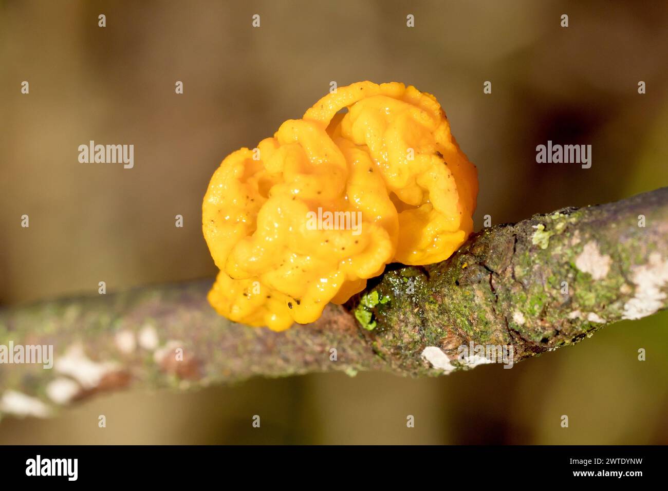 Gelber Hirnpilz oder Hexenbutter (tremella mesenterica), Nahaufnahme des Fruchtkörpers des Waldpilzes. Stockfoto