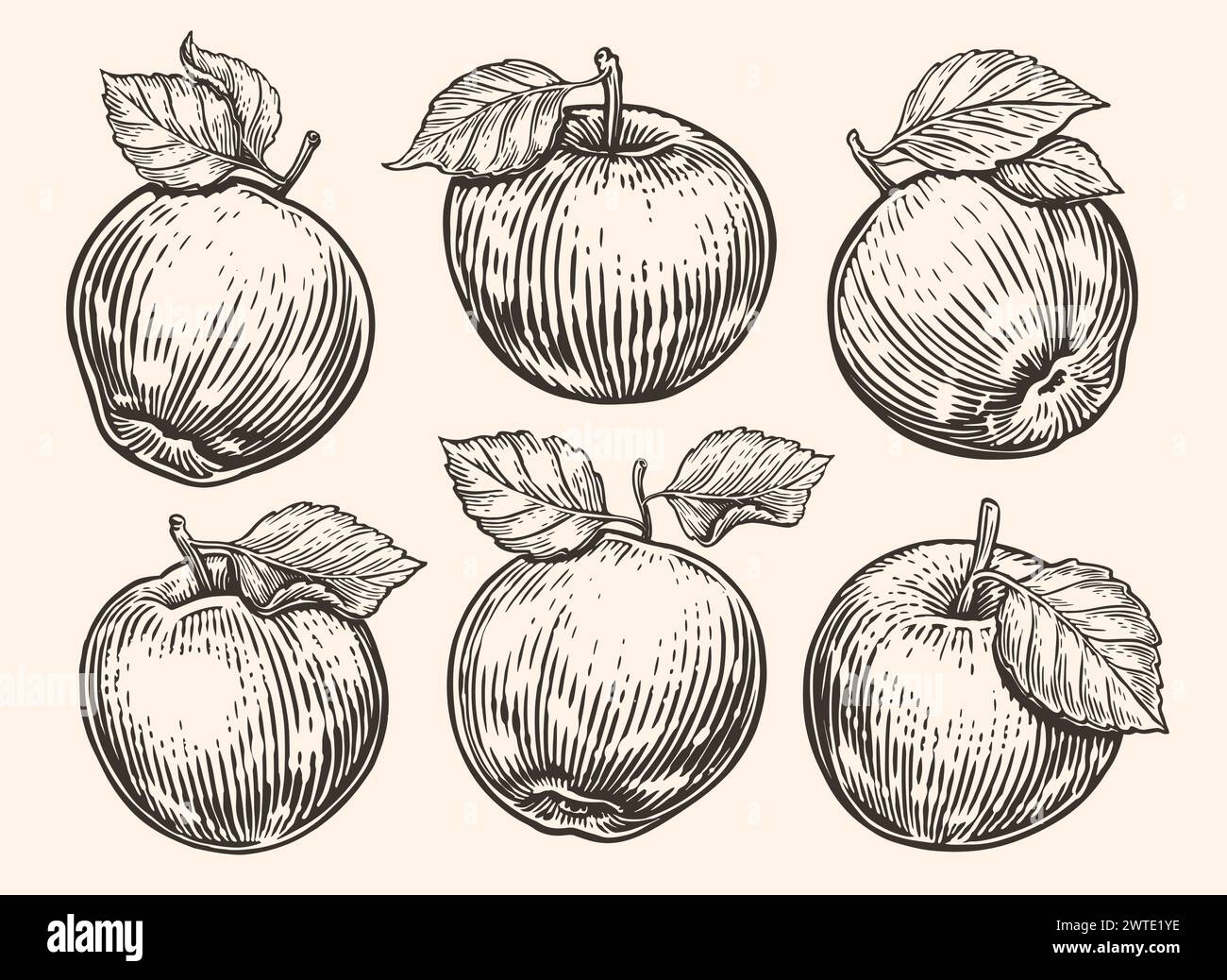 Apfel mit Blatt. Reife Früchte. Handgezeichnete Vektorgrafik Stock Vektor