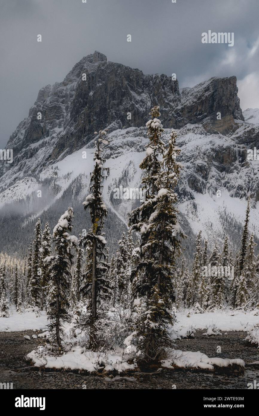 Wanderung am frühen Morgen auf der Schleife des Emerald Lake, BC. Am Vorabend hatte es die ganze Nacht geschneit und so wurden wir mit einem frischen Schneemantel begrüßt. Stockfoto