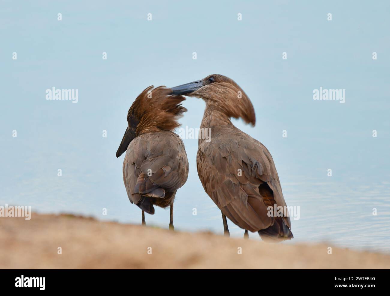 Zwei Hammerkops (Scopus-Regenschirm) in der Paarungszeit. Der männliche Vogel bringt die Feder des Weibchens nach der Paarung vor. Victoria Lake, Uganda Stockfoto