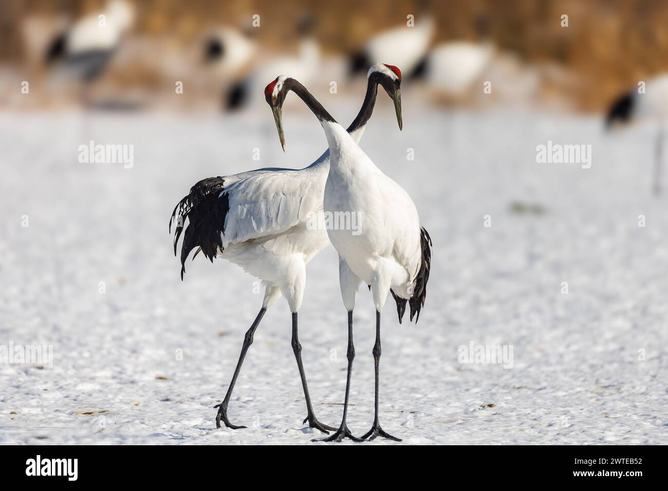 Rotkräne (Grus japonensis), Hokkaido, Winter, Japan Stockfoto