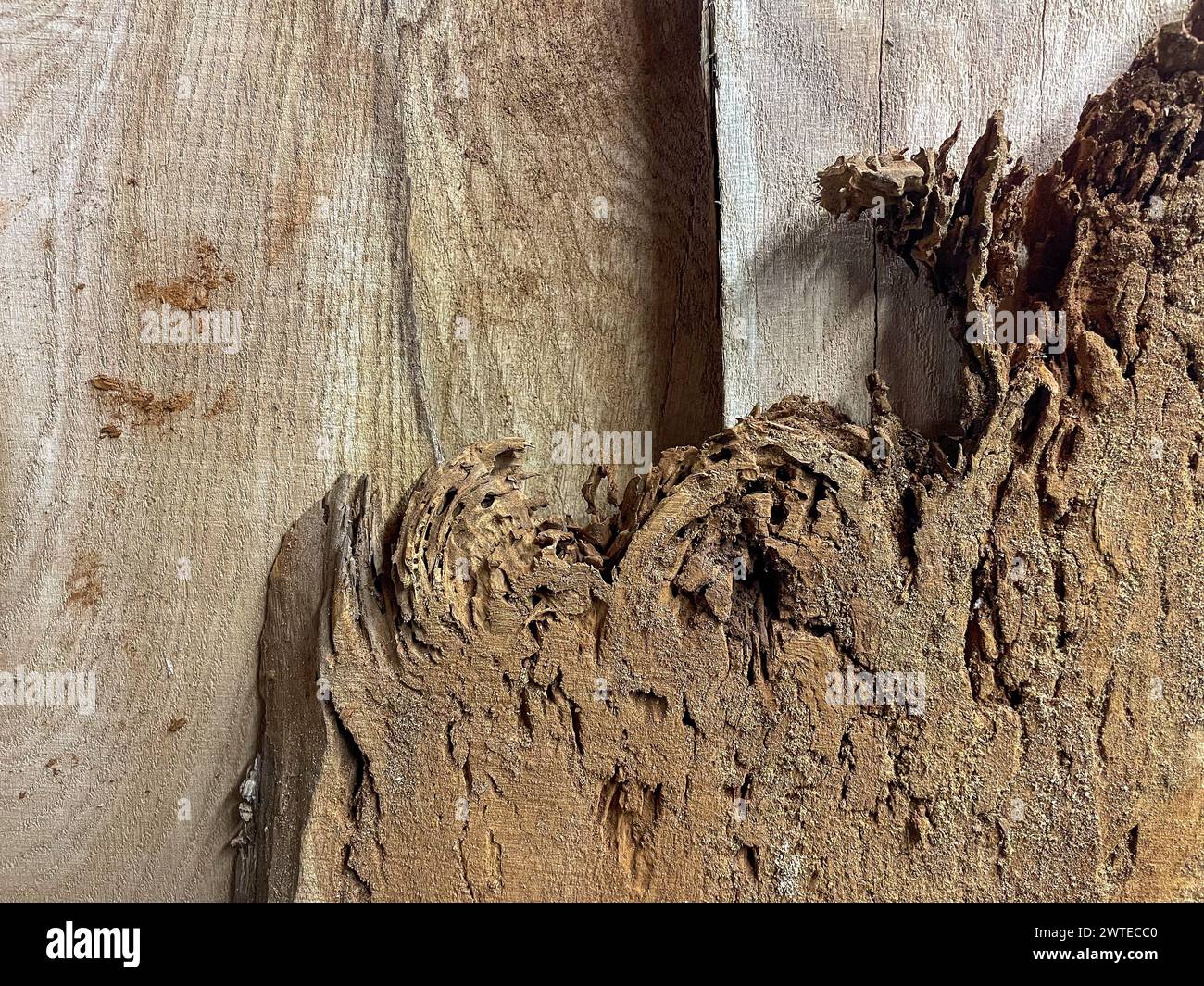 Verschiedene Holztexturen hintergrund Zimmerei Stockfoto