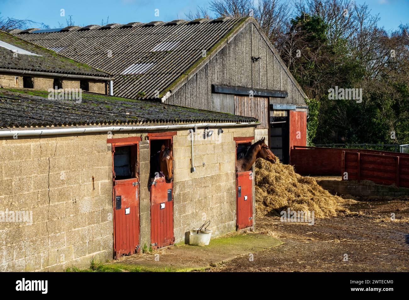 Pferde schauen aus ihren Ständen auf einen Rennstall. Die Marktstadt Middleham in Wensleydale, Yorkshire Dales, ist ein Zentrum für Pferderennen. Stockfoto