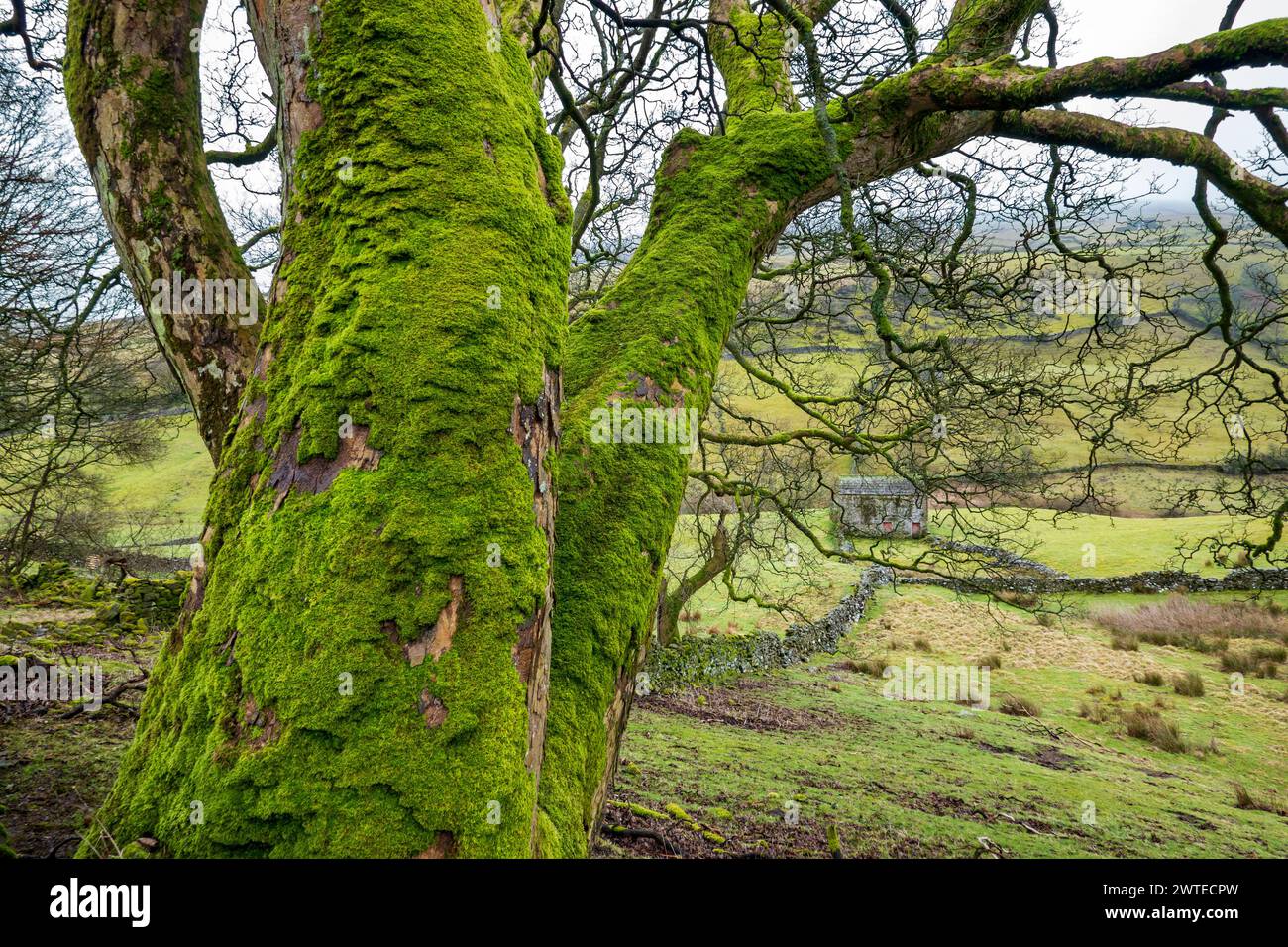 Moos bedeckt den Stamm eines Baumes in Swaledale. Stockfoto