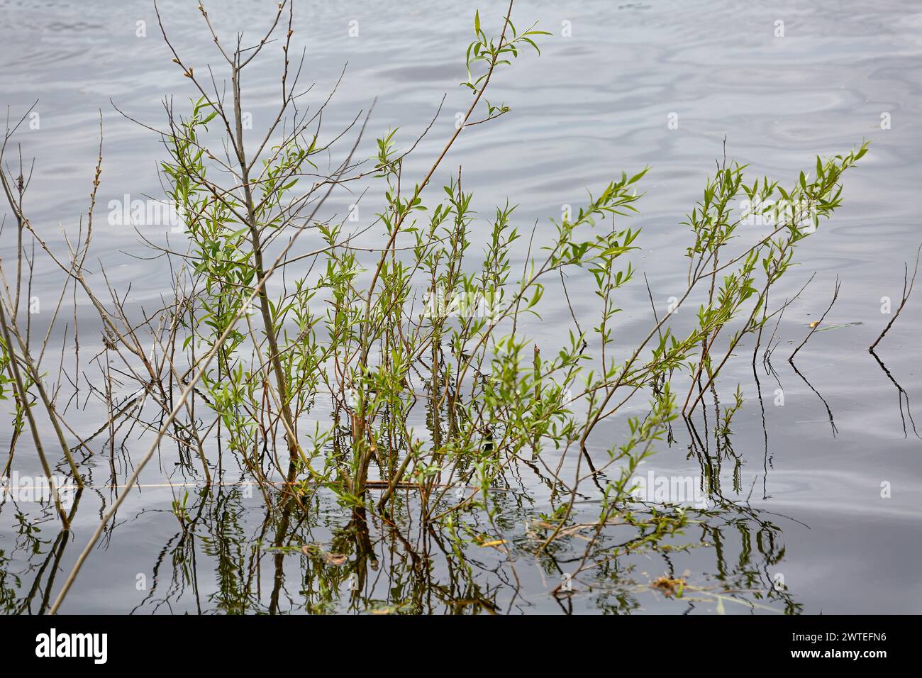 Bild grüner Weidenzweige mit jungen Blättern, die aus dem Wasser wachsen Stockfoto