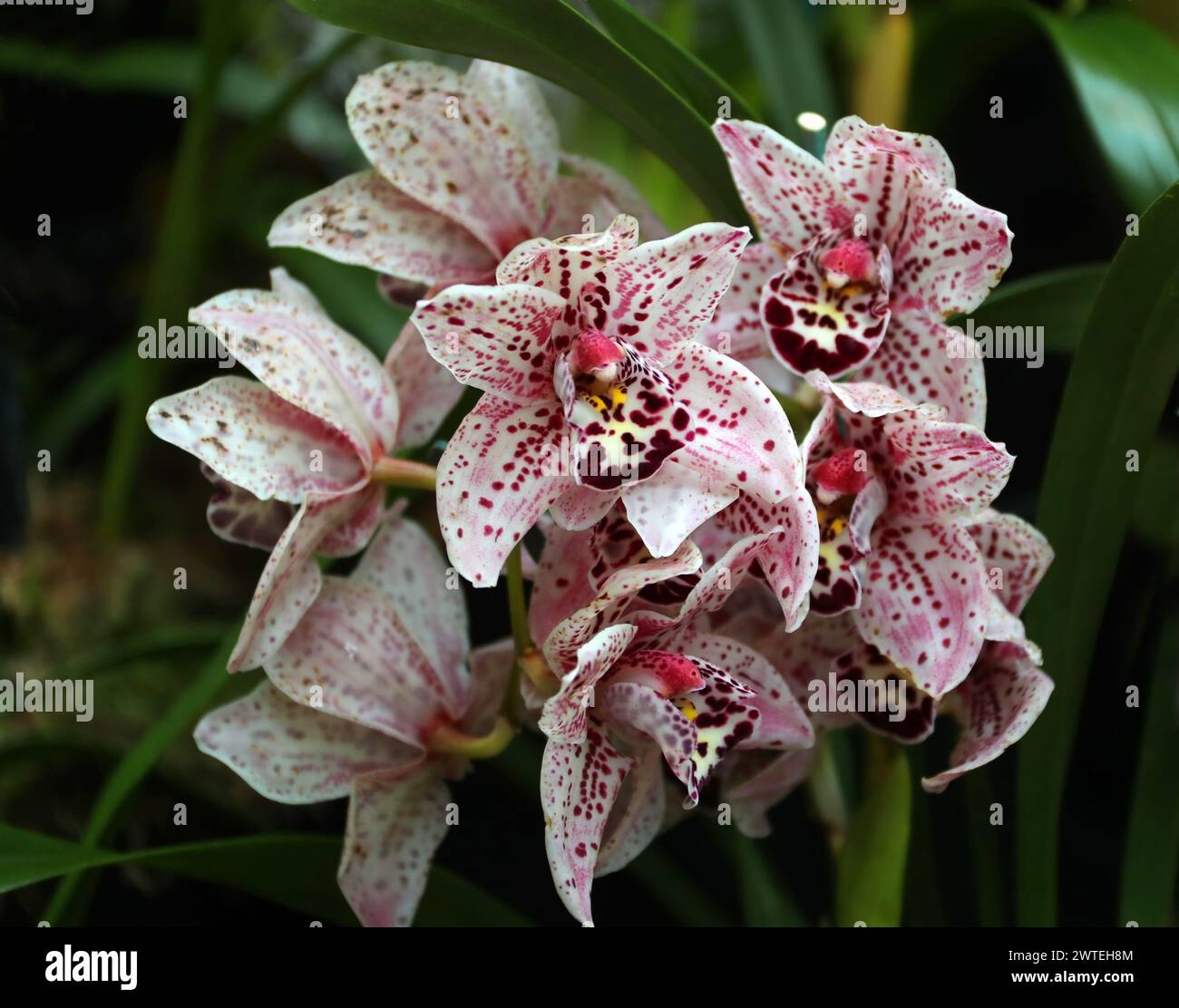 Cymbidium Orchid, Dots Downunder 'New Horizon', Orchidaceae. Stockfoto