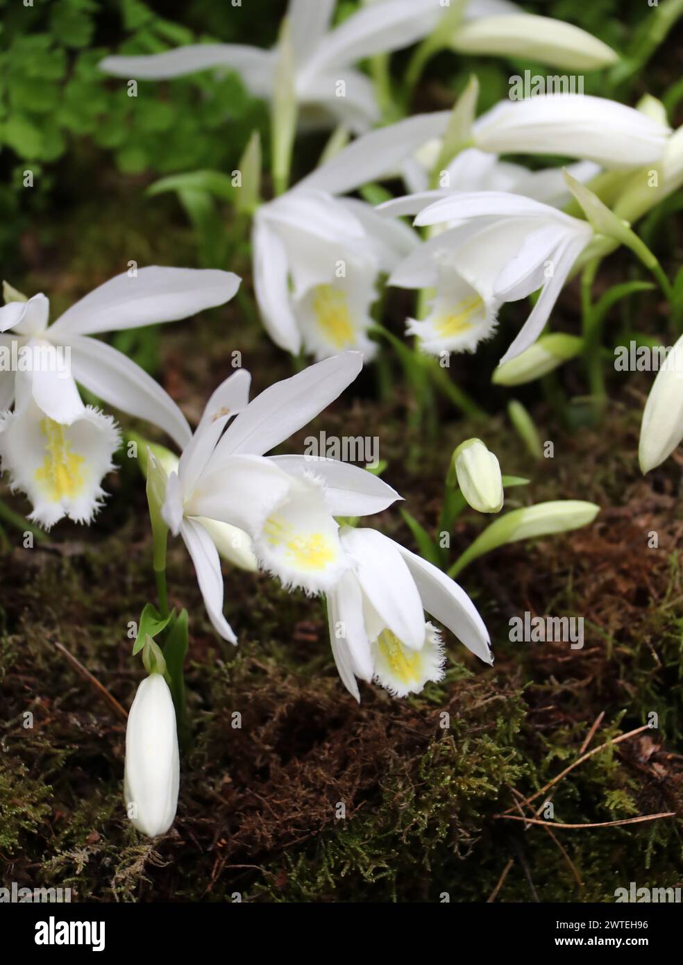 Pleione Orchid, Hertha Kretz 'Innocence', Orchidaceae. Pleione ist eine kleine Gattung von hauptsächlich epiphytischen Orchideen. Stockfoto