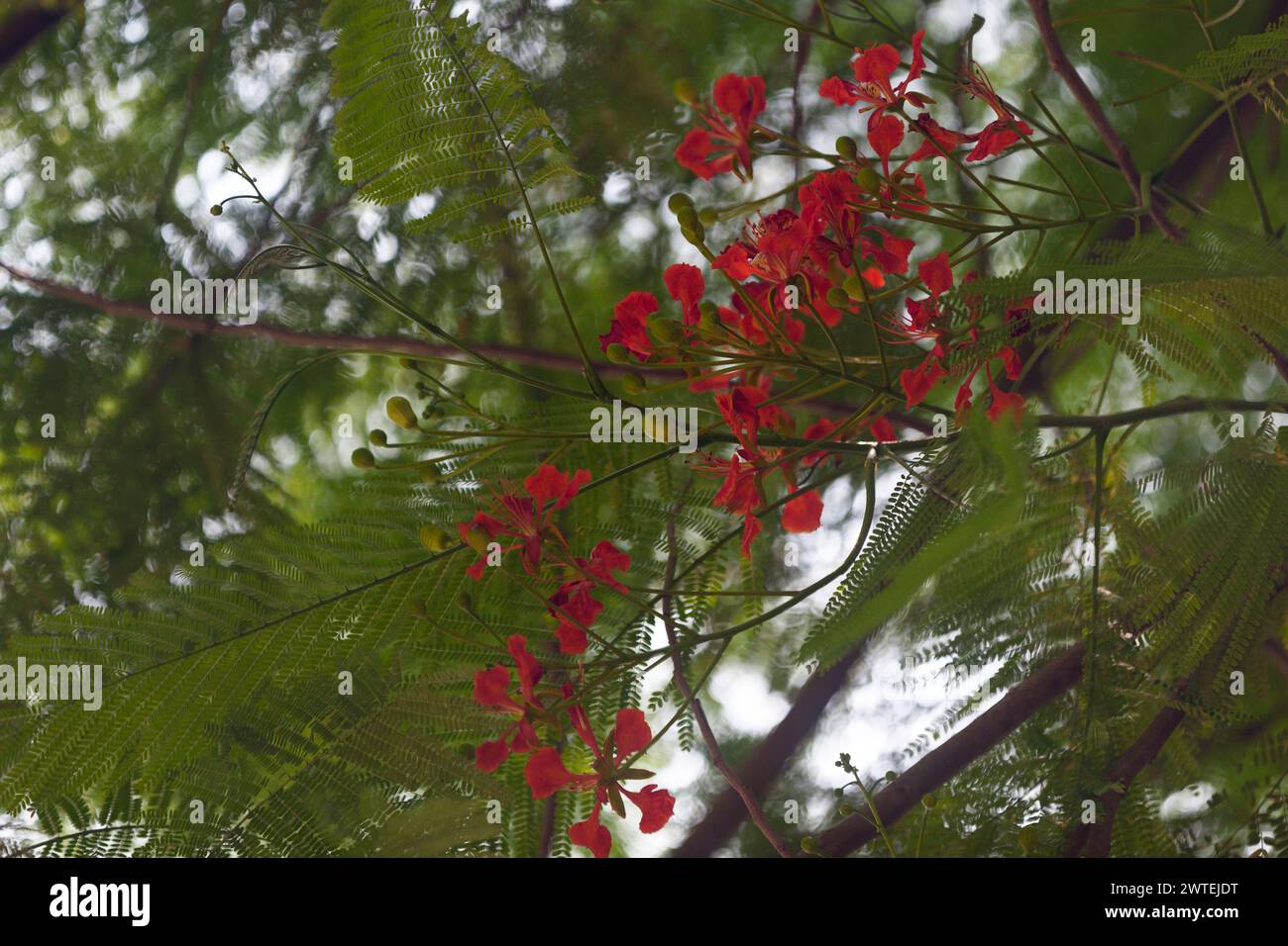 Die Delonix regia ist eine Art blühender Pflanze in der Bohnenfamilie Fabaceae, Unterfamilie Caesalpinioideae. Er ist bekannt für seine farnartigen Blätter und Flora Stockfoto