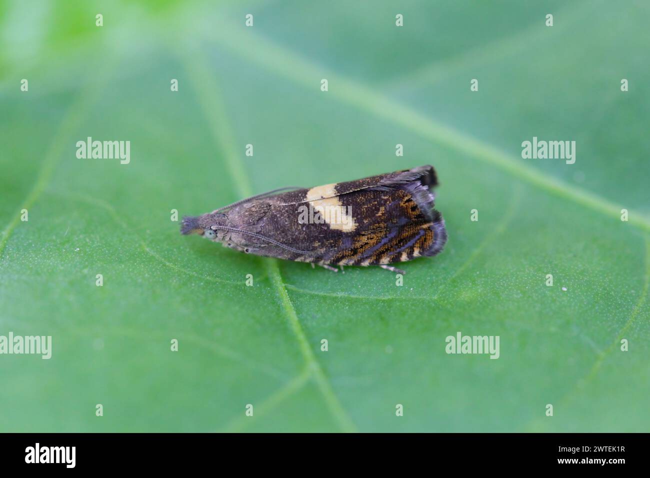 Gewöhnlicher Bohrer (Dichrorampha petiverella). Schöne Motte der Familie Tortricidae, Laubwalzenmotten. Stockfoto
