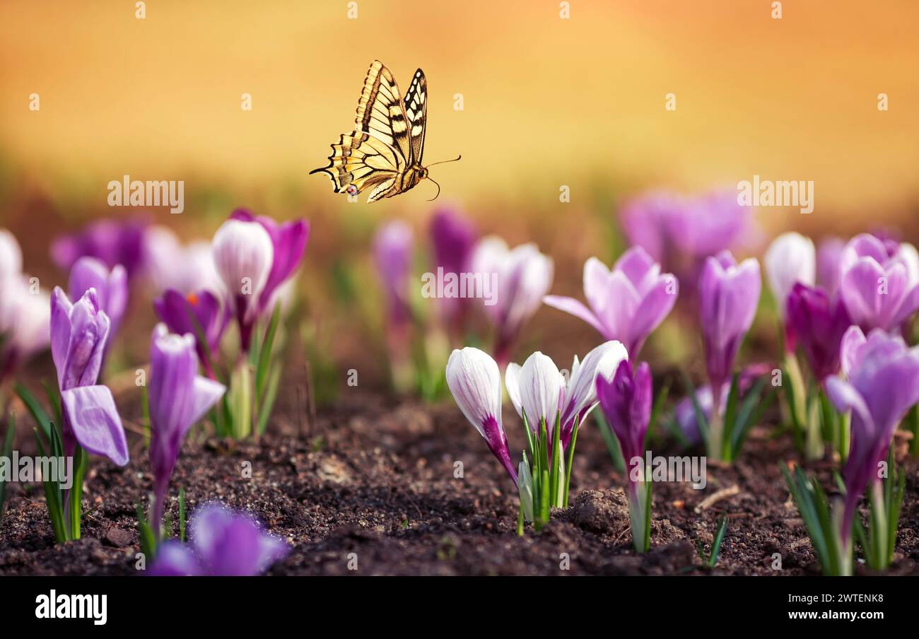 Natürliche Aussicht mit vielen Blumen von lila Schneeglöckchen Krokusse und einem Schwalbenschwanzfalter, der über ihnen fliegt Stockfoto