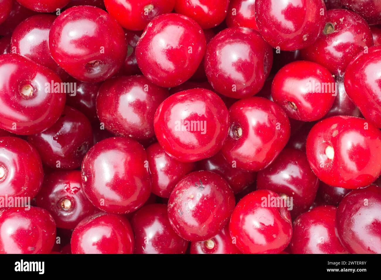 Nahaufnahme eines Haufens reifer Kirschen. Große Sammlung frischer roter Kirschen. Hintergrund reifer Kirschen. Frisch gepflückte Beeren vom Baum. Stockfoto