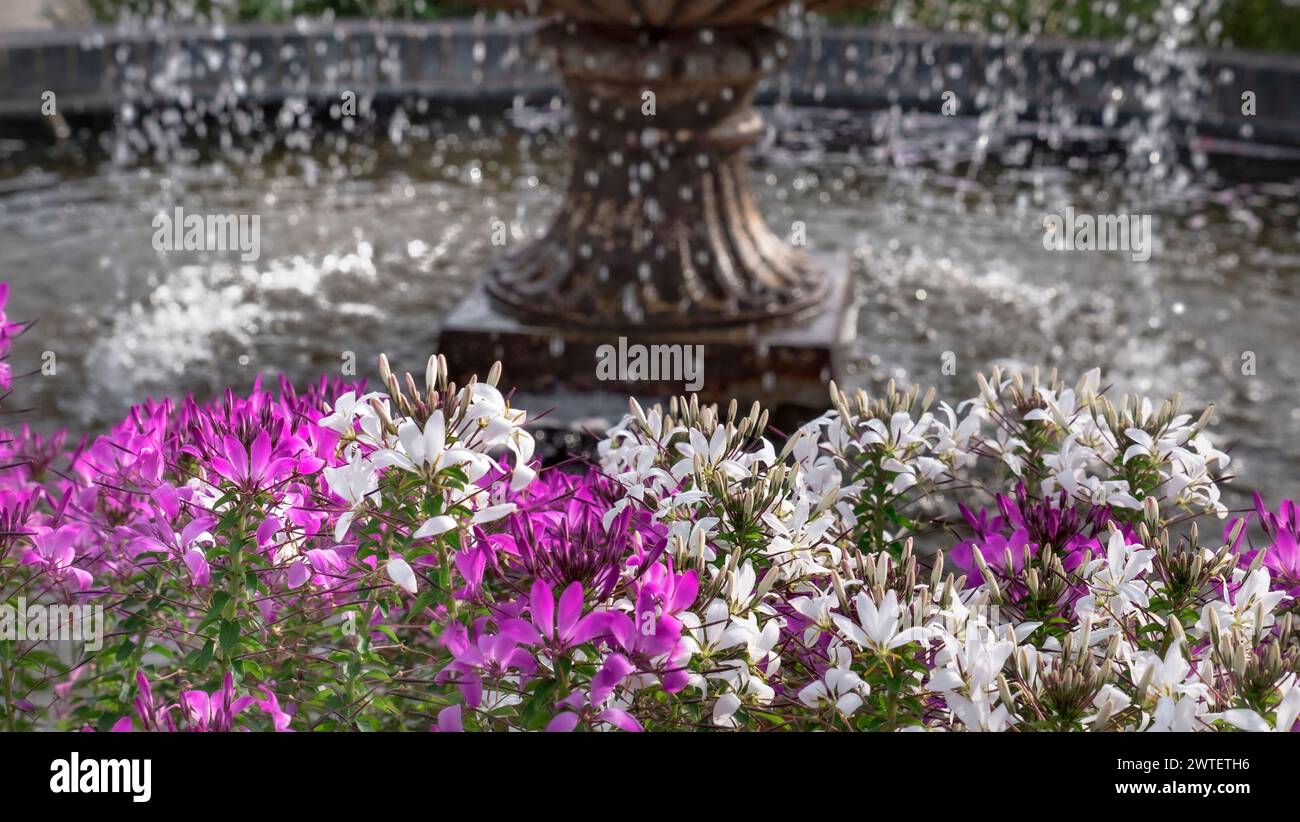Pinkfarbene und weiße Blumen aus Pelargonium, umgeben von einem Wasserbrunnen in einem sonnendurchfluteten Gartengarten. Eine Gattung von blühenden Pflanzen, die Arten von Stauden, Sukkulenten und Sträuchern umfasst, allgemein Geranien, Pelargonien, oder Storksbill. Geranie ist auch der botanische Name und gebräuchliche Name einer separaten Gattung verwandter Pflanzen, auch bekannt als Kranzvögel. Stockfoto
