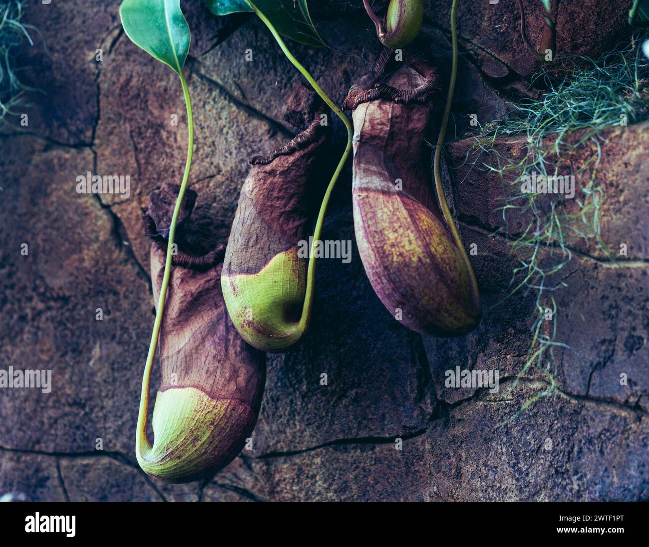 Fleischfressende Pflanzen - Nepenthes Malani, Kannenpflanze, die von der Wand eines Gewächshauses wächst. Stockfoto