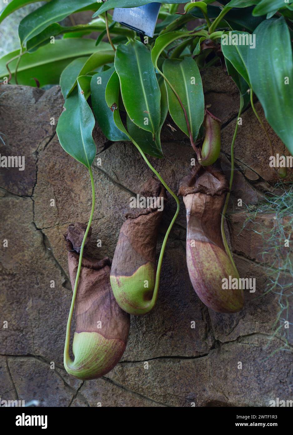 Fleischfressende Pflanzen - Nepenthes Malani, Kannenpflanze, die von der Wand eines Gewächshauses wächst. Stockfoto