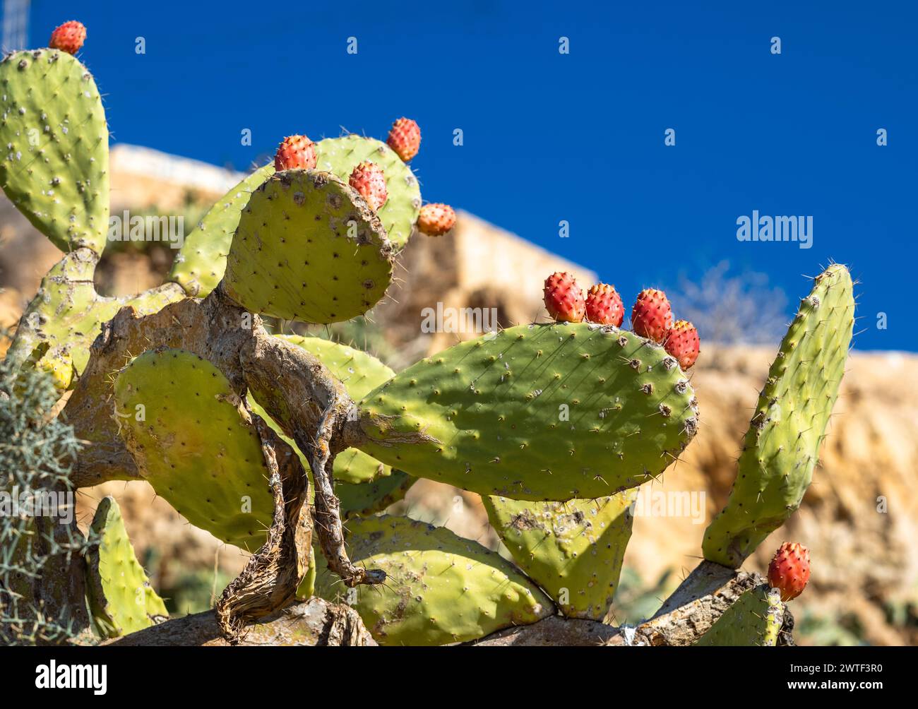 Feigenkaktus (Opuntia Ficus-indica) oder Berberfeige, die in Takrouna, Tunesien, wächst. Stockfoto