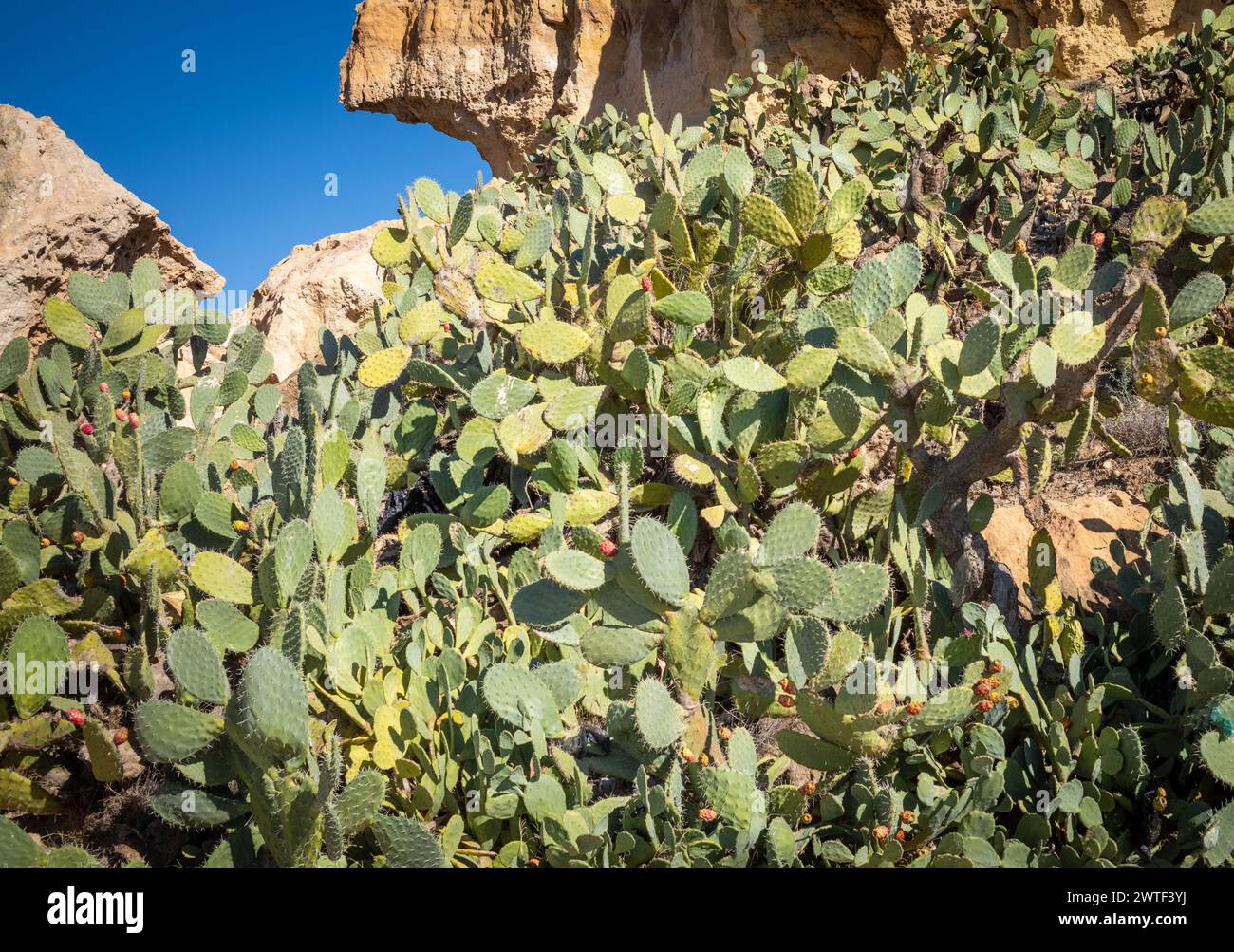 Ein großer Kaktuskaktus (Opuntia Ficus-indica) oder Berberfeige, der in Takrouna, Tunesien, wächst. Stockfoto