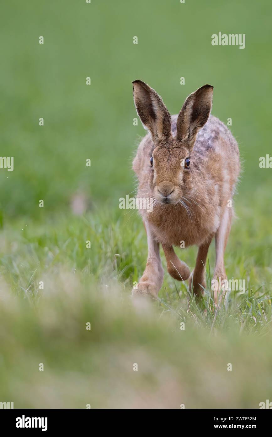 Brown Hase in Norkfolk Stockfoto