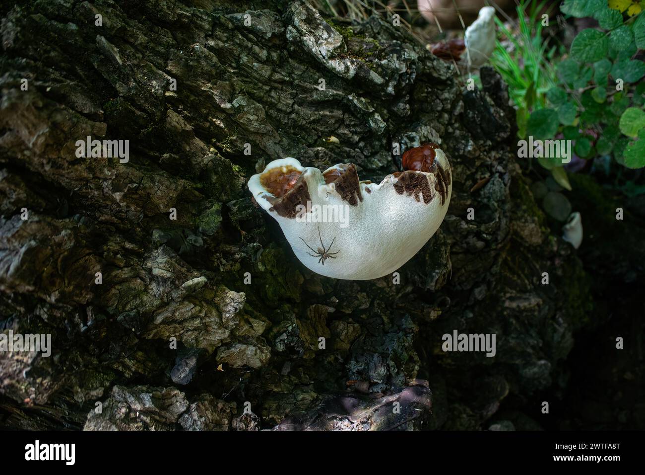 Ganoderma, Reishi Pilz, wird in der traditionellen chinesischen Medizin verwendet, um Krankheiten zu behandeln. Stockfoto