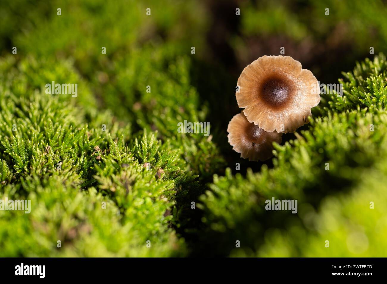 Blick von oben auf kleine Pilze, die zwischen dem Moos wachsen. Stockfoto