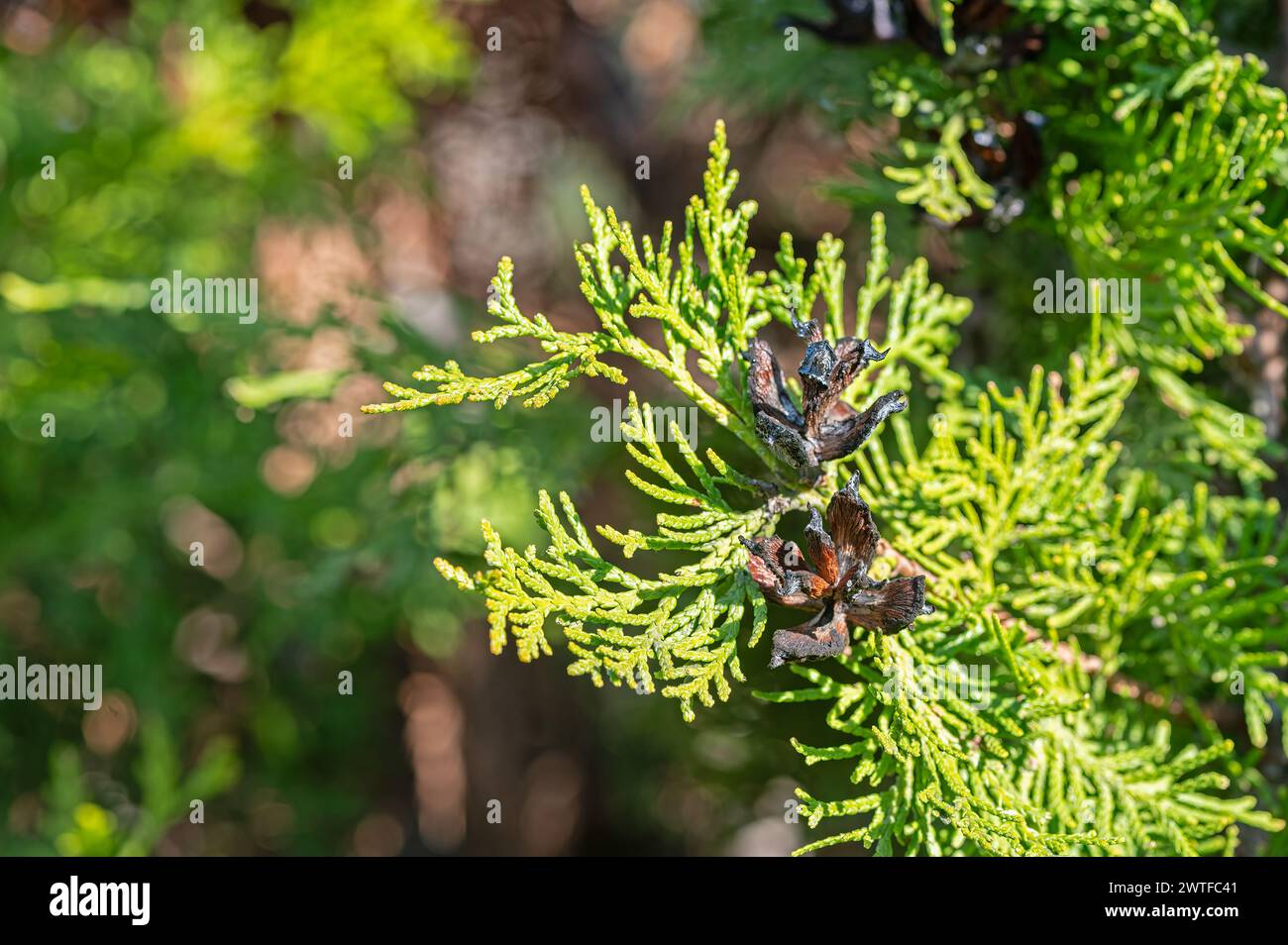 Geöffnete Kegel des Thuja-Baumes. Stockfoto