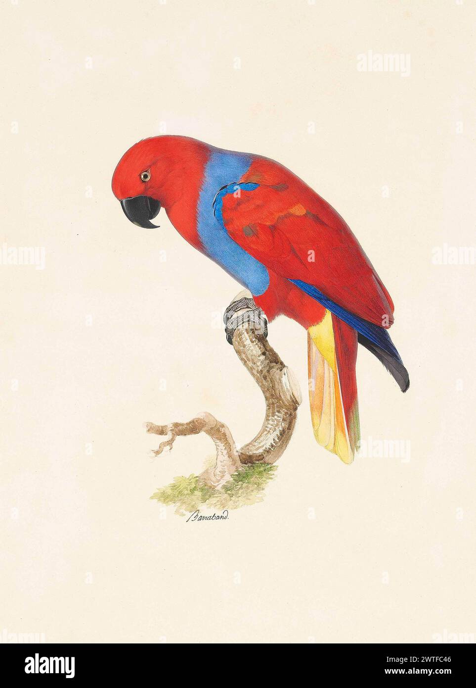 Vintage Bird Lithografie. Electus Parrot (Electus roratus), von Jacques Barraband Stockfoto