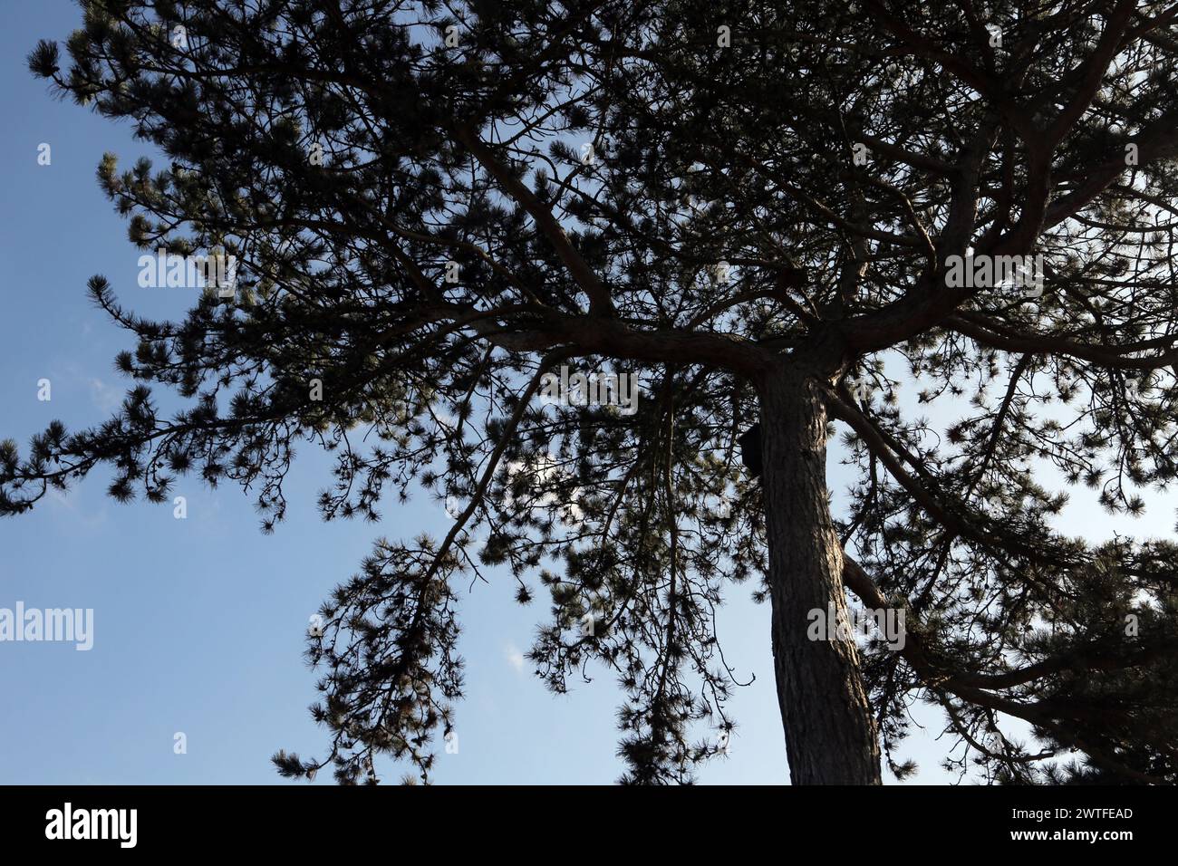 Ich schaue auf die Zweige eines Kiefernbaums Wimbledon Common Greater London England Stockfoto