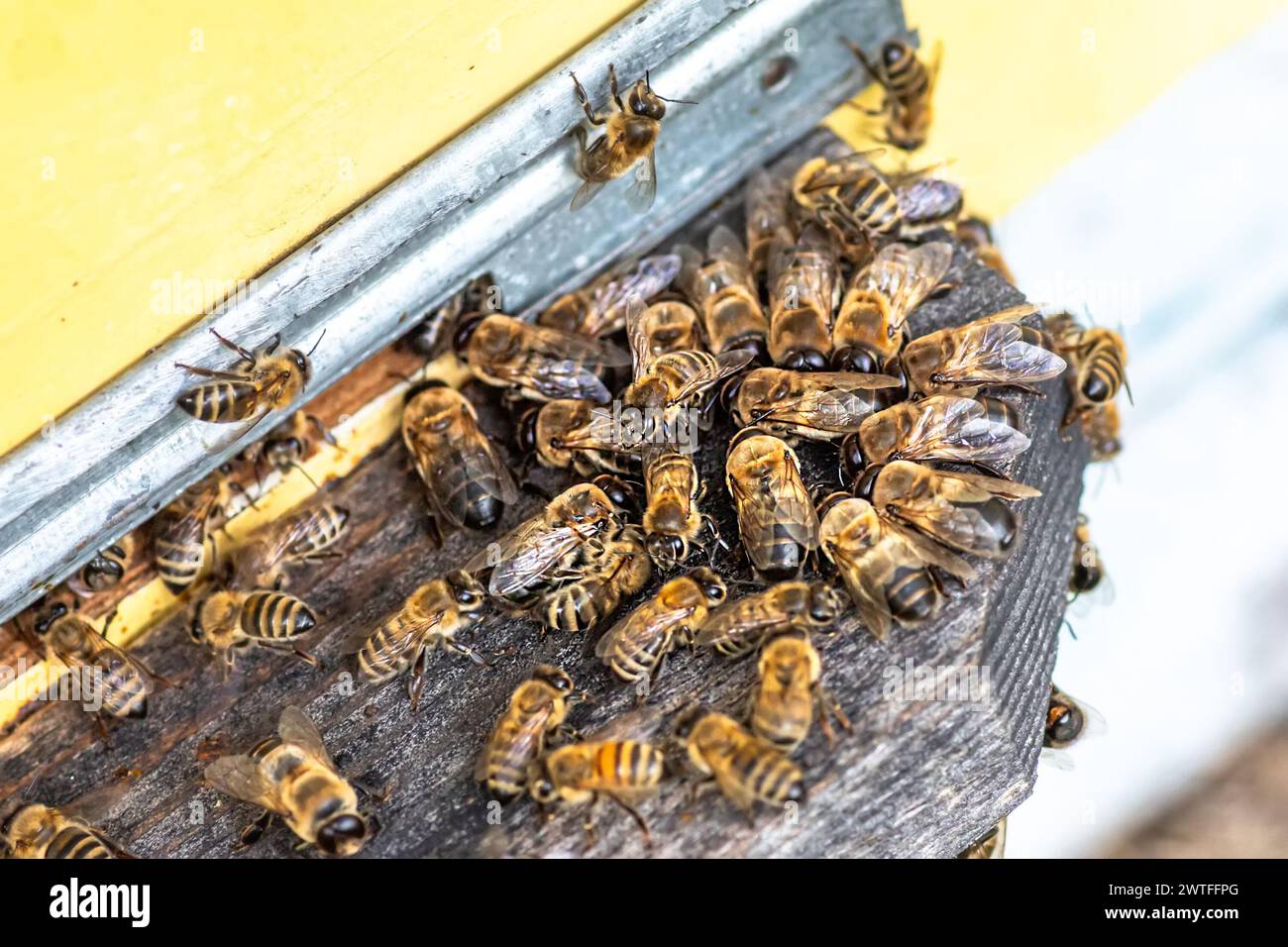 Drohnen aus dem Bienenstock-Eingang vertreiben. Drohnen, männliche Bienen, werden neben dem Eingang des Bienenstocks gesehen, eine saisonale Imkerei, die für Colo entscheidend ist Stockfoto