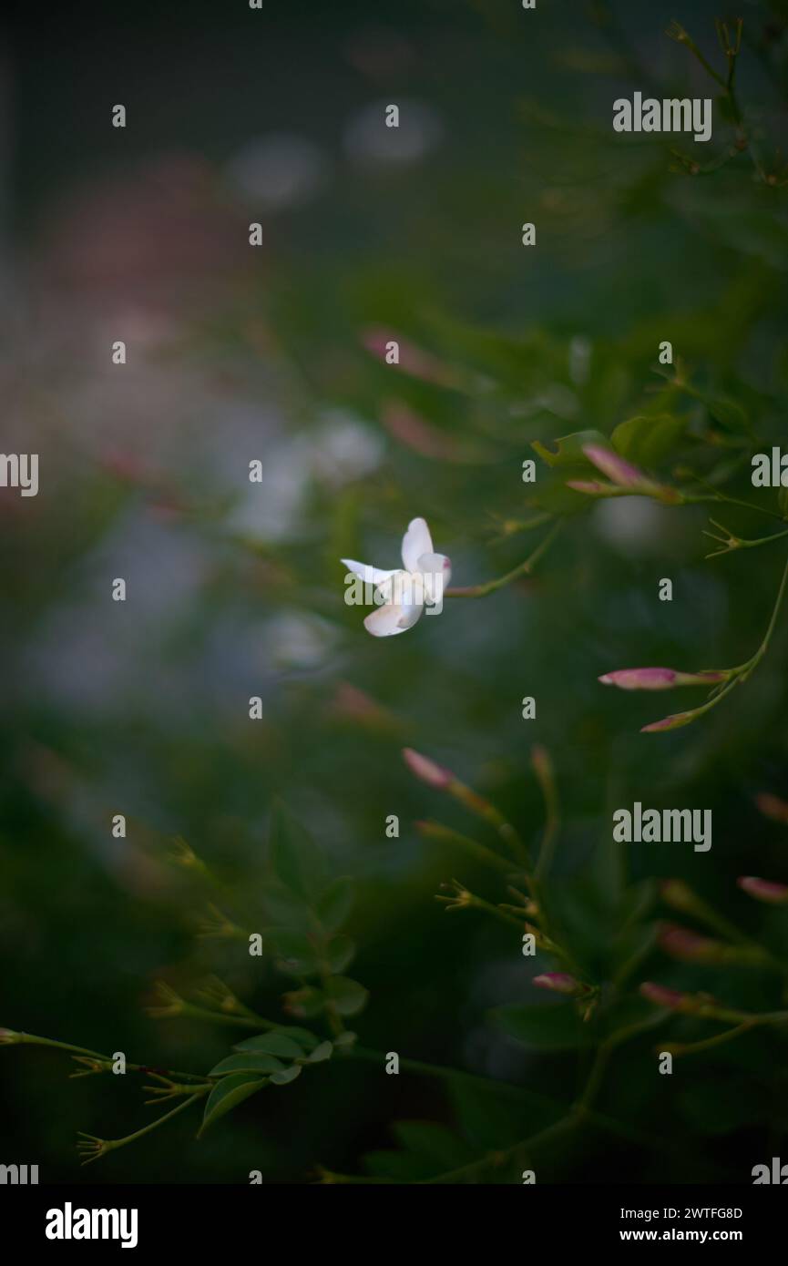 Nahaufnahme von weißen Blüten mit grünen Knospen und einem verschwommenen Hintergrund, die ein Gefühl von natürlicher Schönheit wecken. Stockfoto