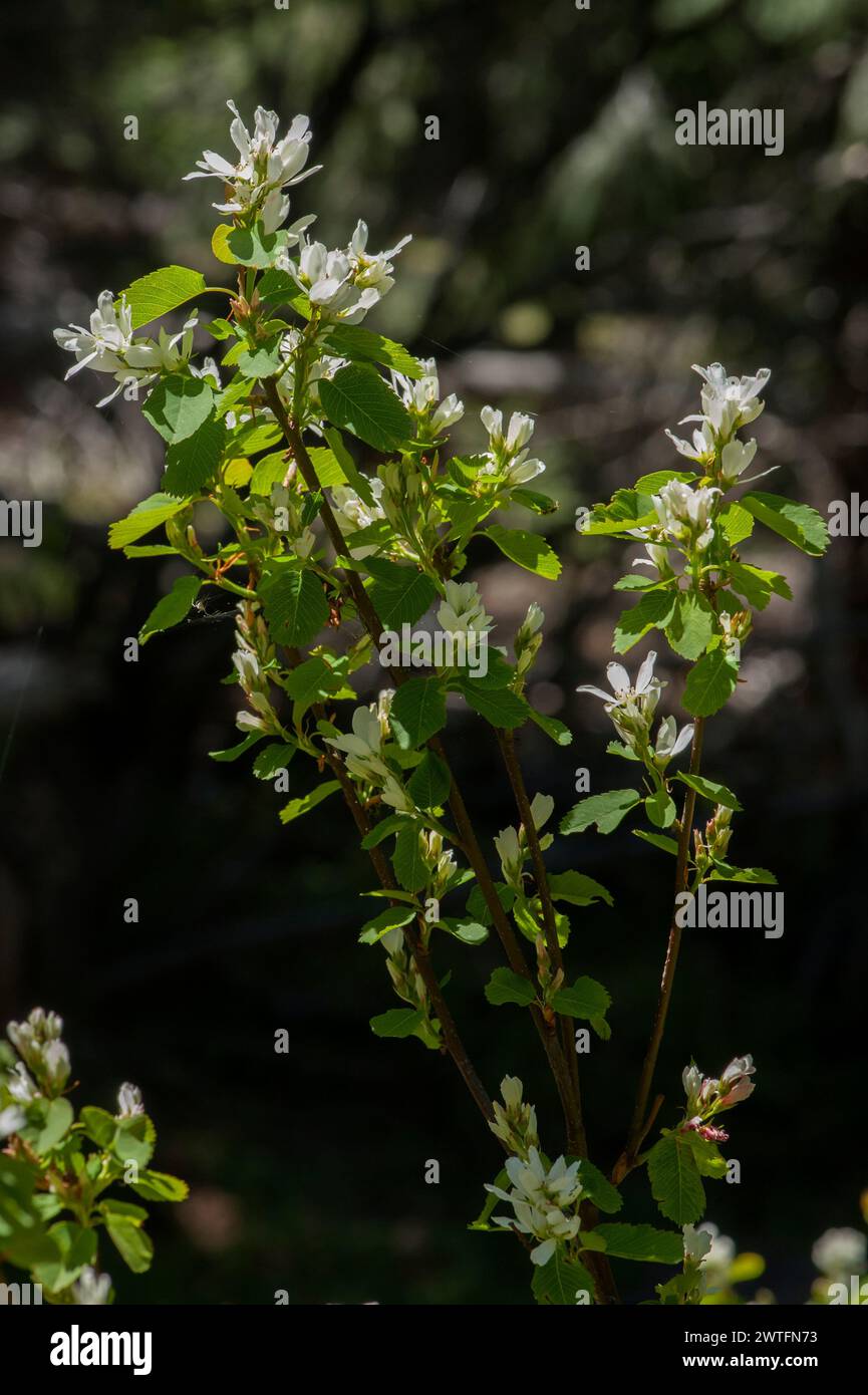 WESTERN Serviceberry alias Sarvis Beere alias Saskatoon (Amelanchier alnifolia) in Oregons Cascades Range. Stockfoto