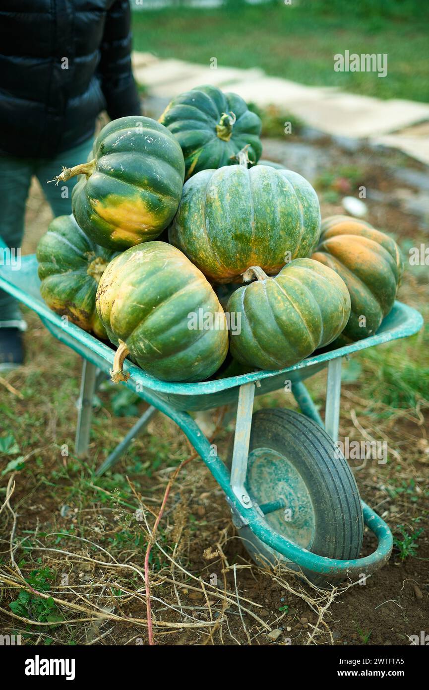 Eine Vielzahl frischer, gesunder grüner und orangener Kürbisse in einer Schubkarre auf einem Feld Stockfoto