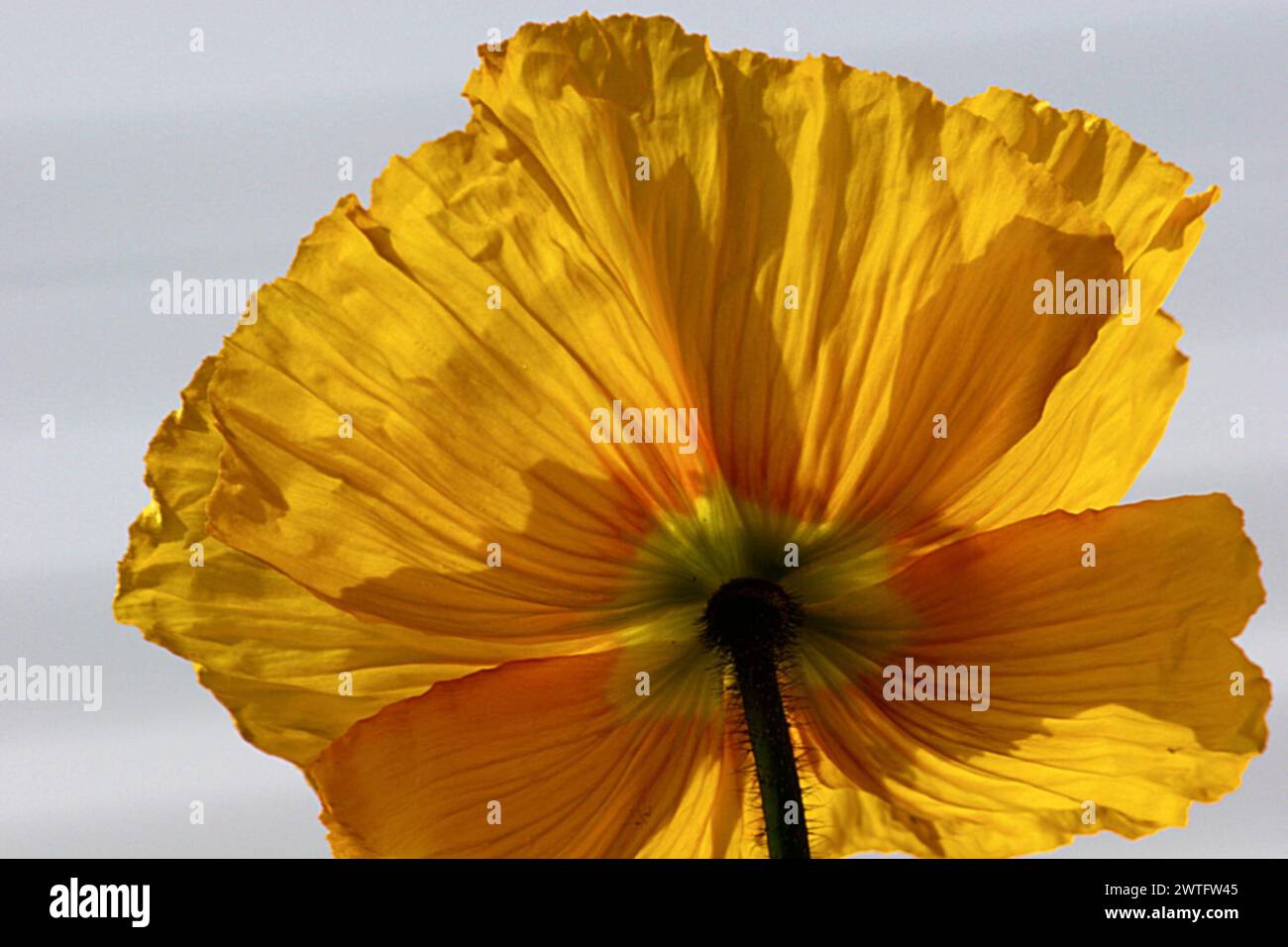 Unterseite der einzelnen Blüte der gelben Mohnblume Stockfoto