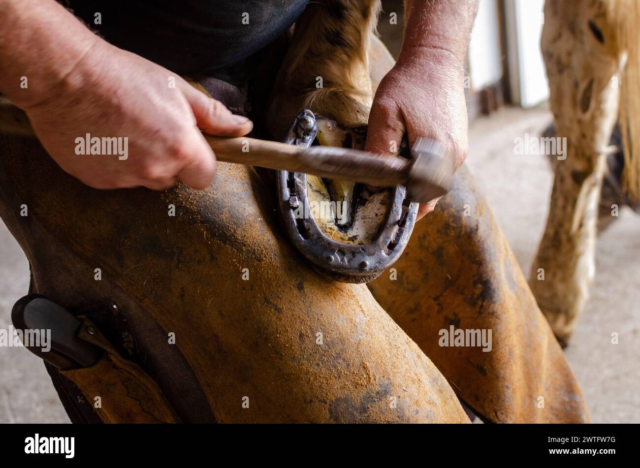 Schmied, Hufeisen ein Pferd, ein traditioneller Job, der vom Meister zum Lehrling übergegangen wurde Stockfoto