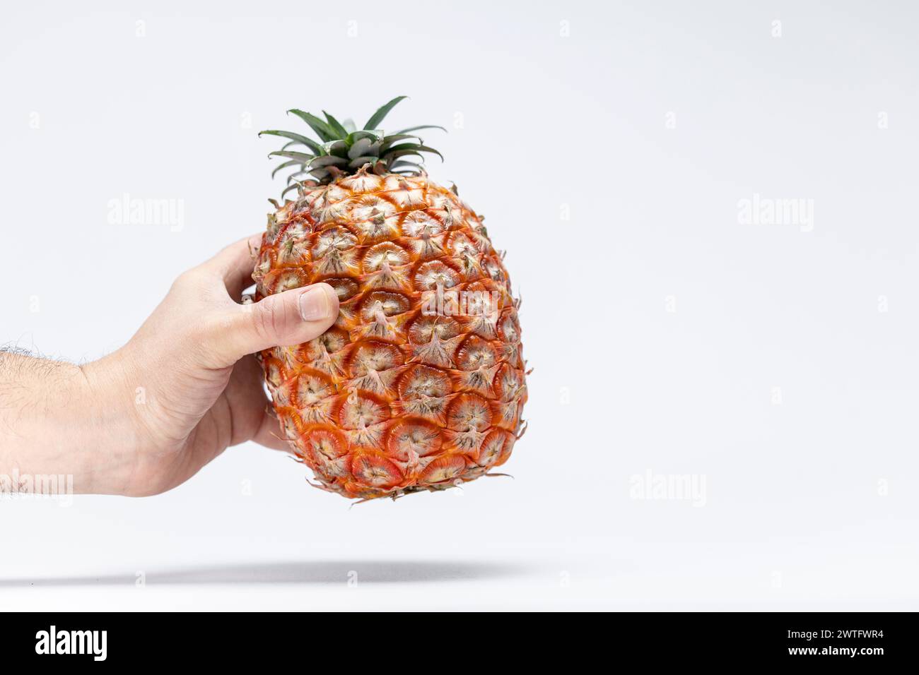 Azoren-Ananas in der Hand auf weißem Hintergrund. Isoliert. Reife Ananas (Ananas) von den Azoren. Stockfoto