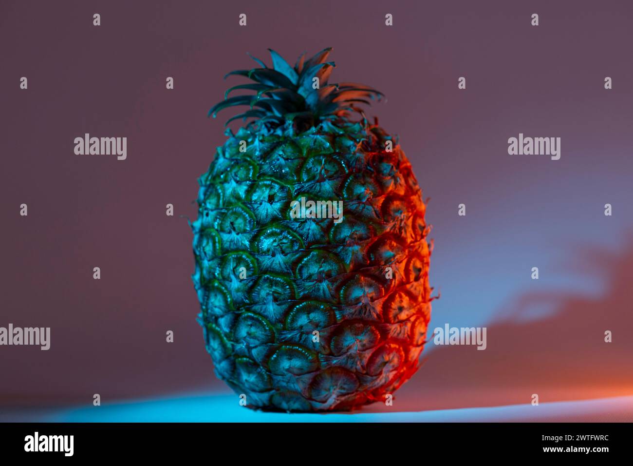 Azoren-Ananas im Neonlicht auf dunklem Hintergrund. Nahaufnahme. Ananasfrucht (Ananas) von den Azoren Stockfoto
