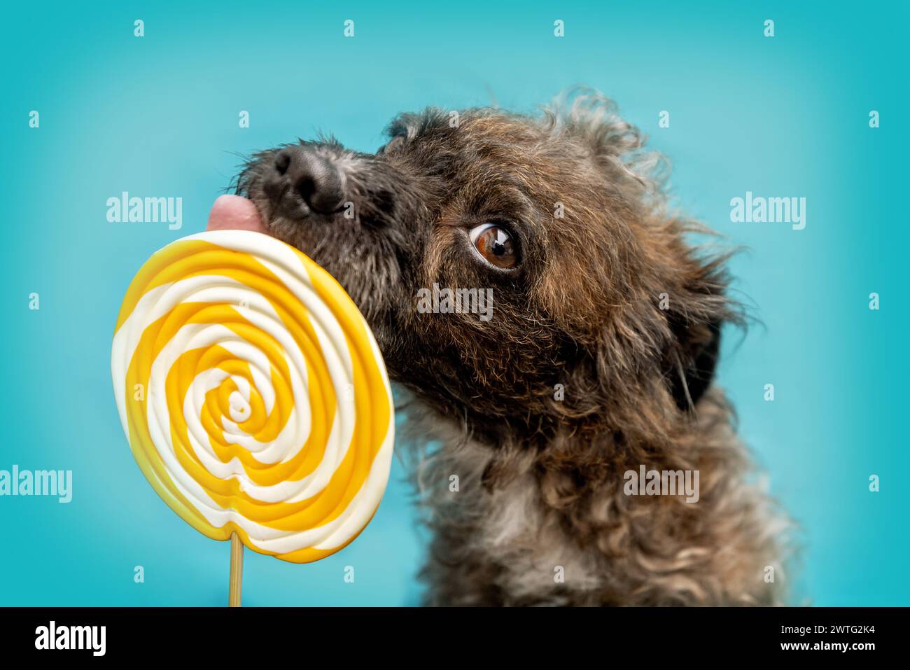 Ein niedlicher Bossipoo-Designer-Mischlingerhund leckt einen lolli vor bunter blauem Hintergrund Stockfoto