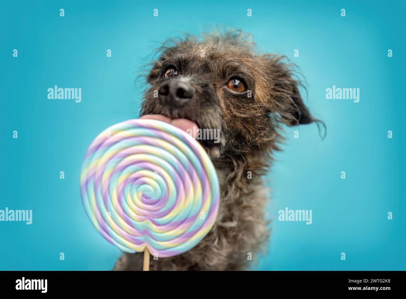 Ein niedlicher Bossipoo-Designer-Mischlingerhund leckt einen lolli vor bunter blauem Hintergrund Stockfoto