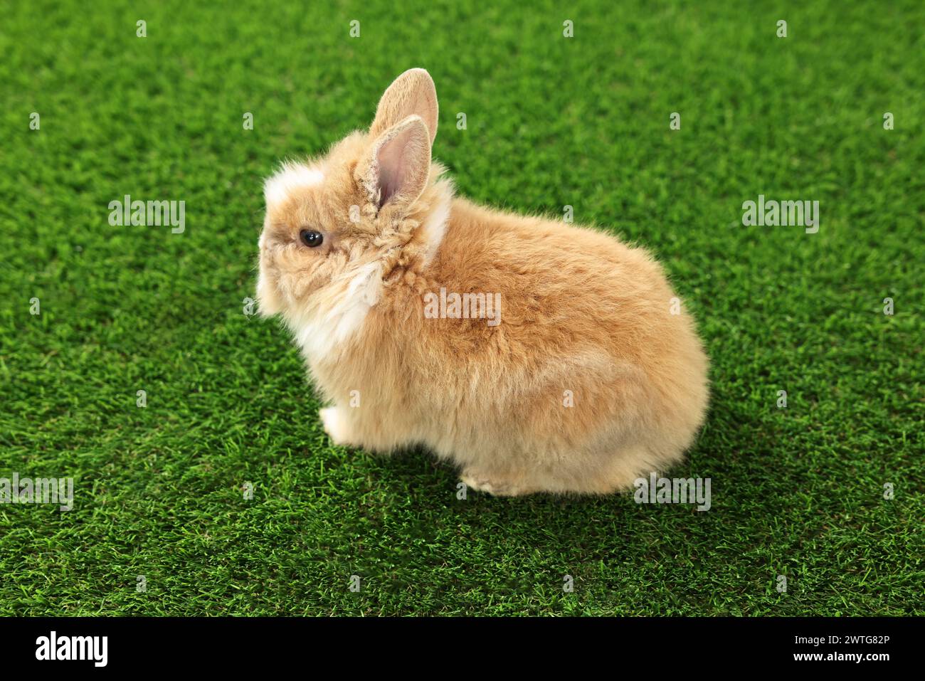 Süßes flauschiges Haustier-Kaninchen auf grünem Gras Stockfoto