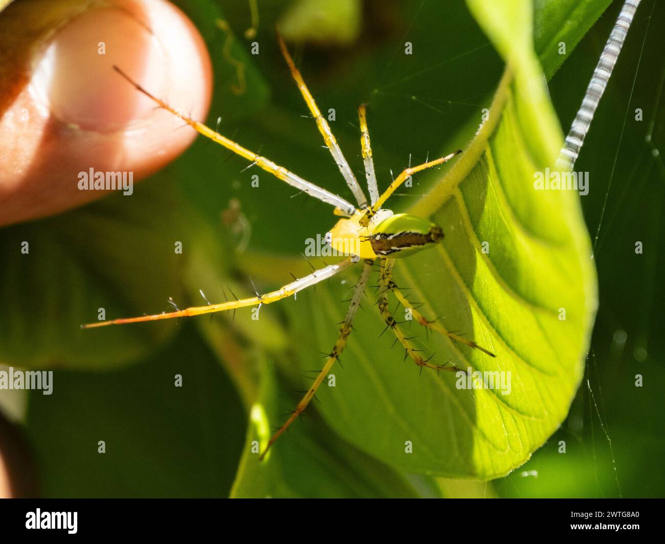 Madagassische grüne Luchsenspinne, Peucetia lucasi, Isalo Nationalpark, Madagaskar Stockfoto