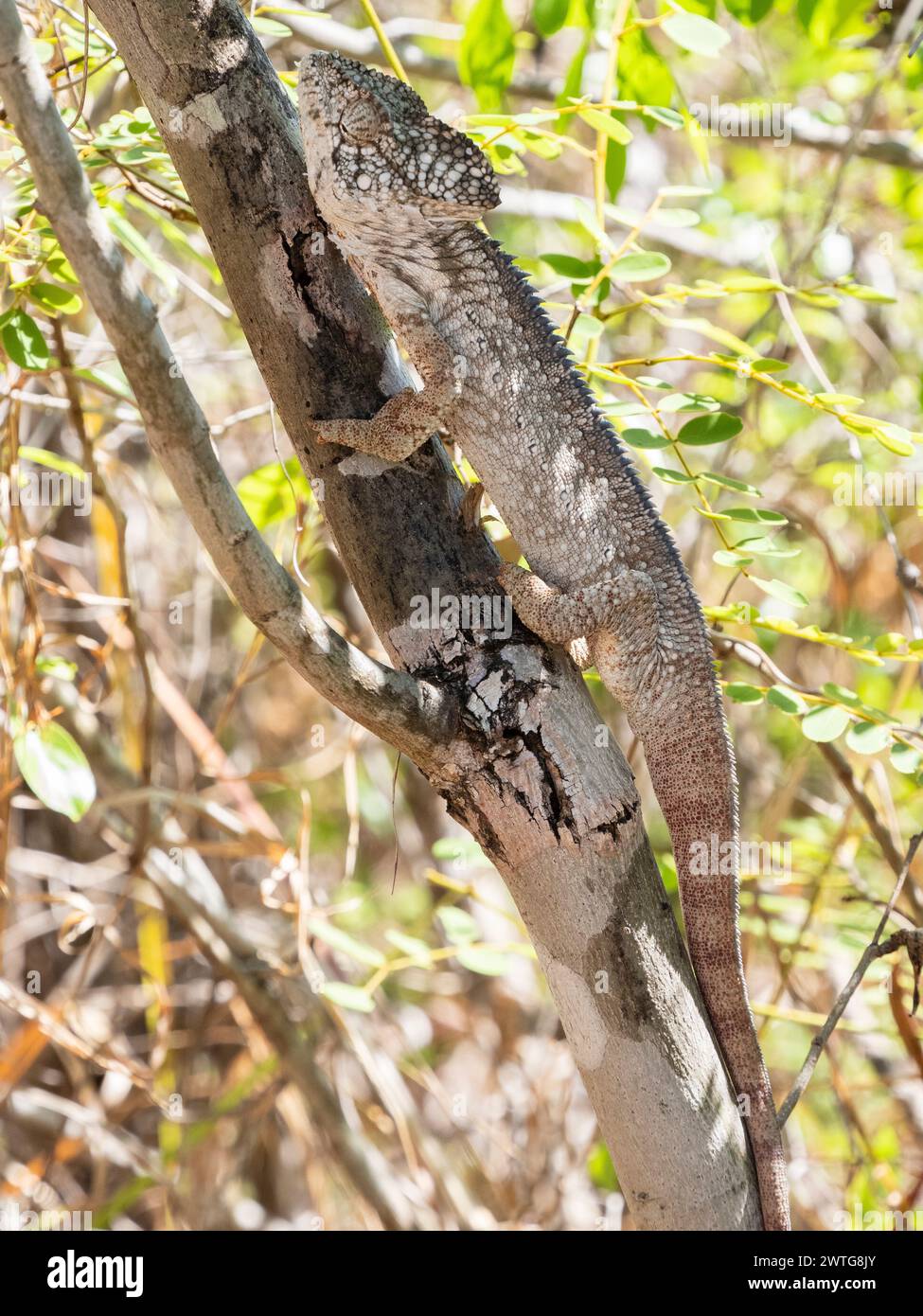Das Chamäleon von Oustalet, Furcifer oustaleti, Isalo National Park, Madagaskar Stockfoto