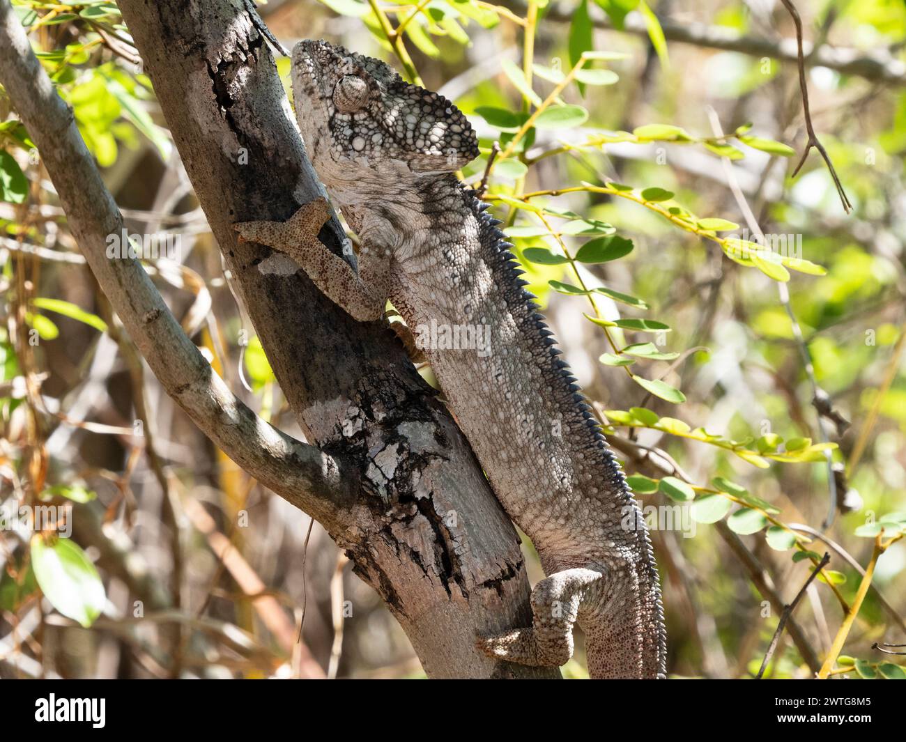 Das Chamäleon von Oustalet, Furcifer oustaleti, Isalo National Park, Madagaskar Stockfoto