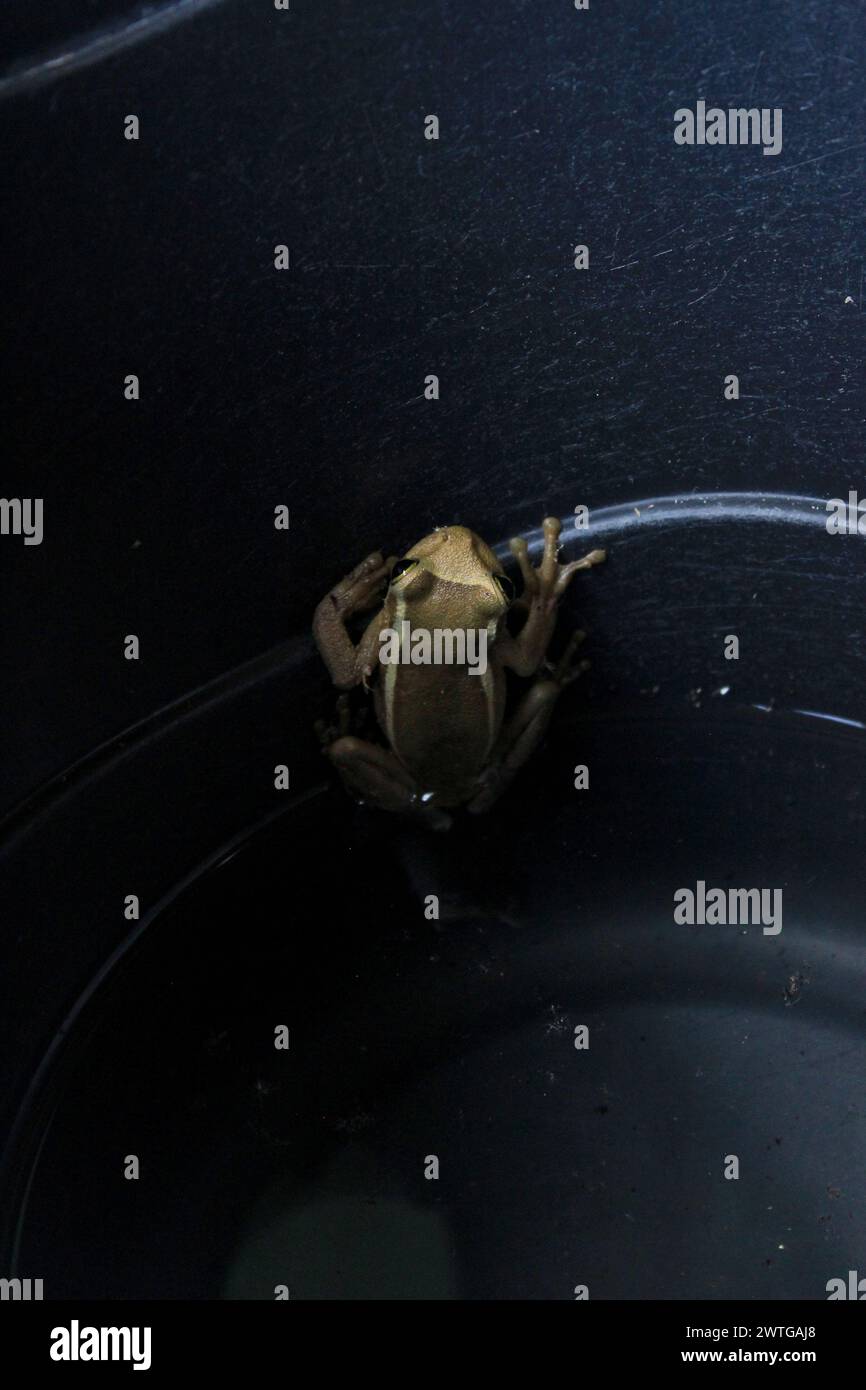 Baumfrosch Trachycephalus Mesophaeus, auch bekannt als goldener Baumfrosch oder Sticky Tree Frog. Amphibienarten aus der Familie der Hylidae. In einem Kunststoffeimer. Stockfoto