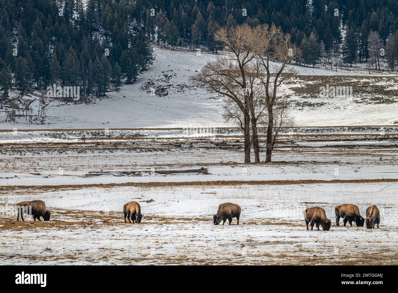 LAMAR VALLEY YELLOWSTONE-NATIONALPARK WYOMING USA Stockfoto