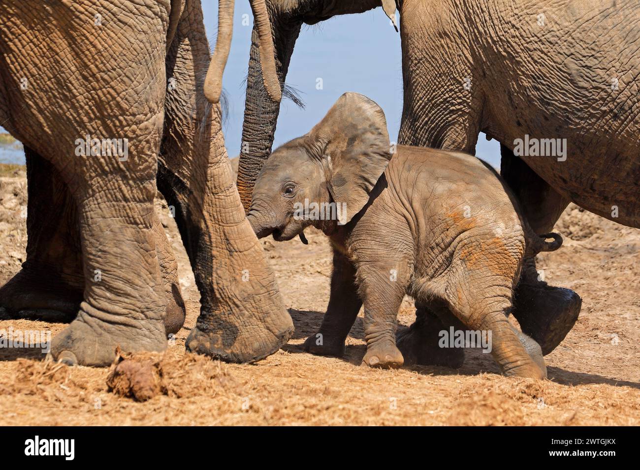 Ein niedliches Baby afrikanischer Elefant (Loxodonta Africana), Addo Elephant National Park, Südafrika Stockfoto