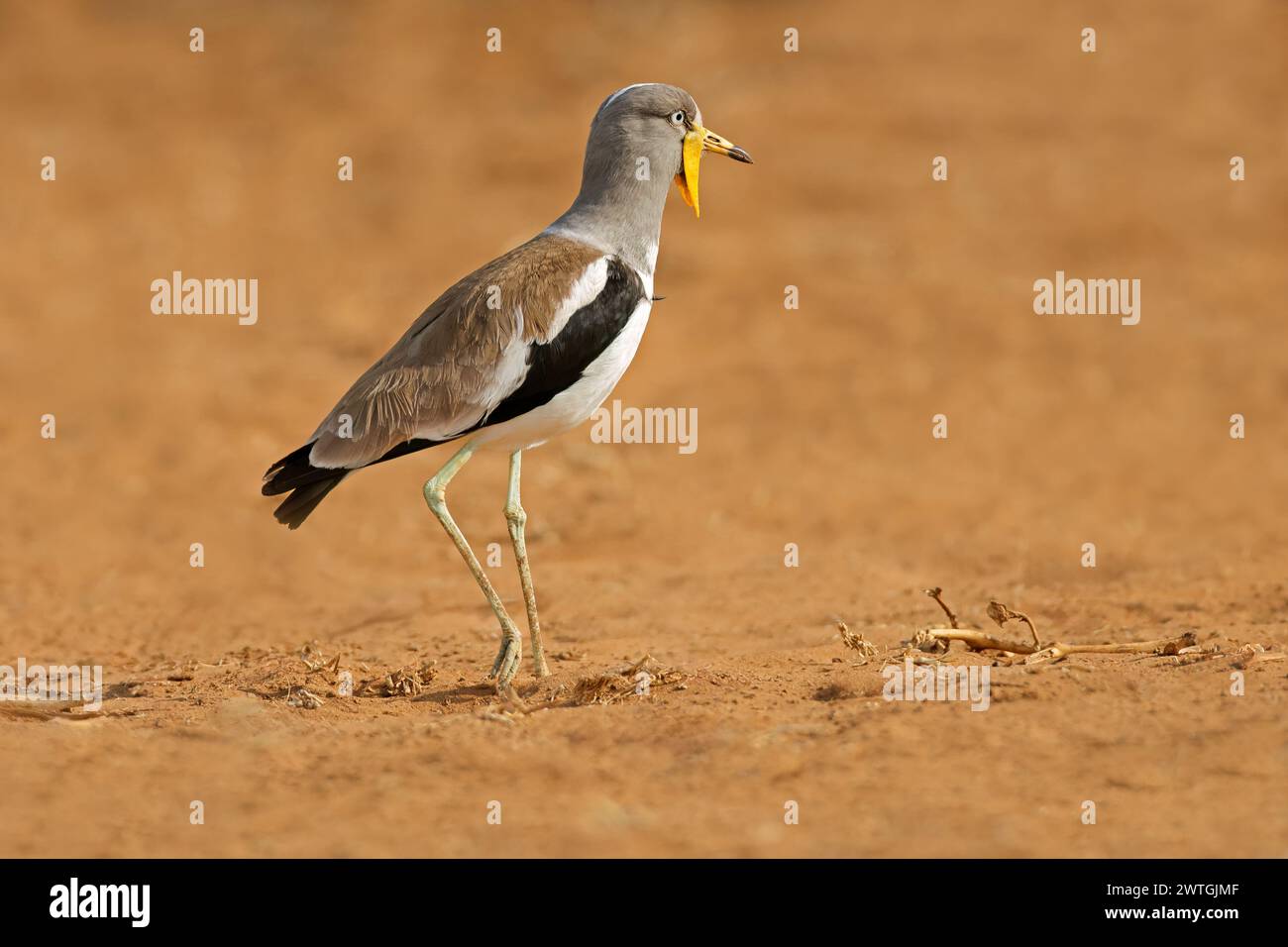 Weißgekrönter Kiebitz (Vanellus albiceps) in natürlichem Lebensraum, Kruger-Nationalpark, Südafrika Stockfoto